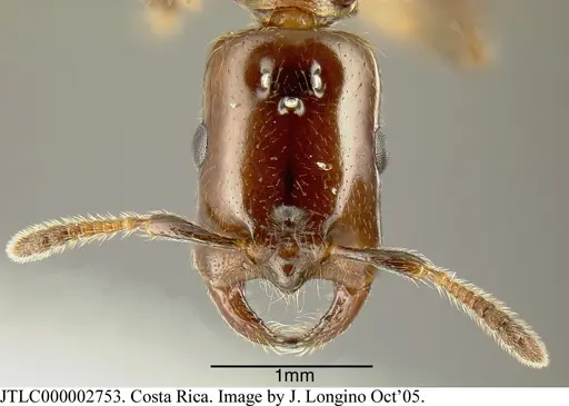 Myrmelachista cooperi specimen JTLC000002753 image jtlc000002753_1