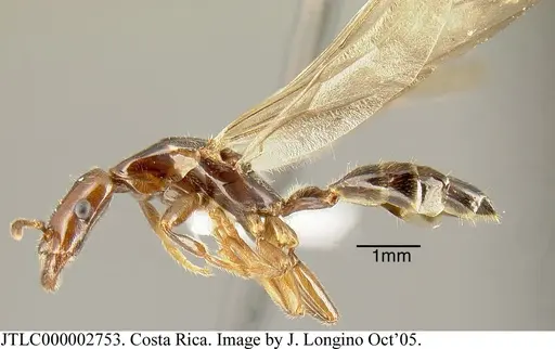 Myrmelachista cooperi specimen JTLC000002753 image jtlc000002753_2