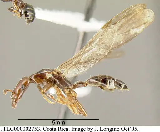 Myrmelachista cooperi specimen JTLC000002753 image jtlc000002753_3