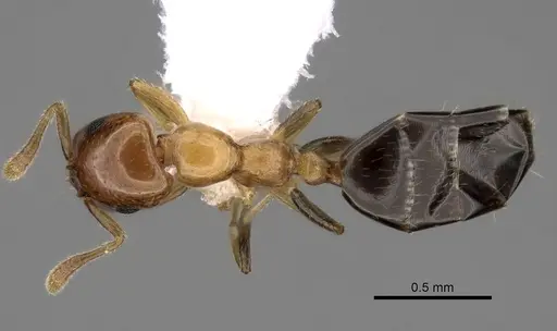 Myrmelachista dalmasi specimen CASENT0280539 image casent0280539_1