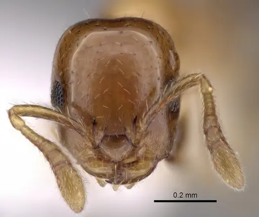 Myrmelachista dalmasi specimen CASENT0280539 image casent0280539_2