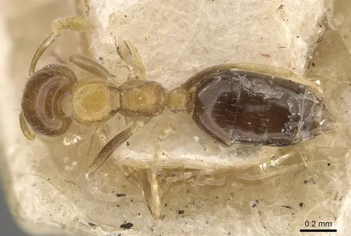 Myrmelachista dalmasi specimen CASENT0909918 image casent0909918_1