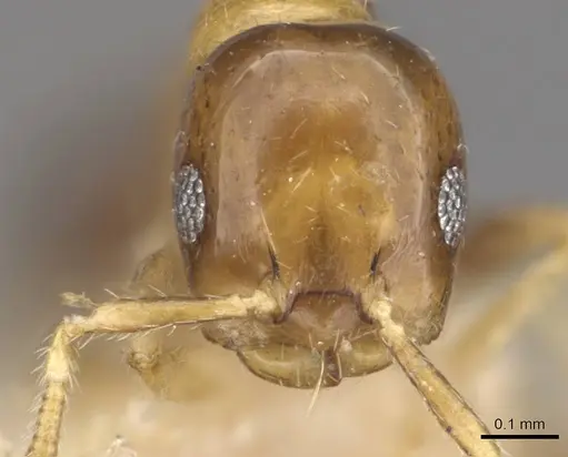 Myrmelachista dalmasi specimen CASENT0909918 image casent0909918_2