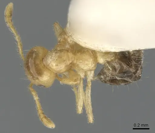Myrmelachista donisthorpei specimen CASENT0903117 image casent0903117_2