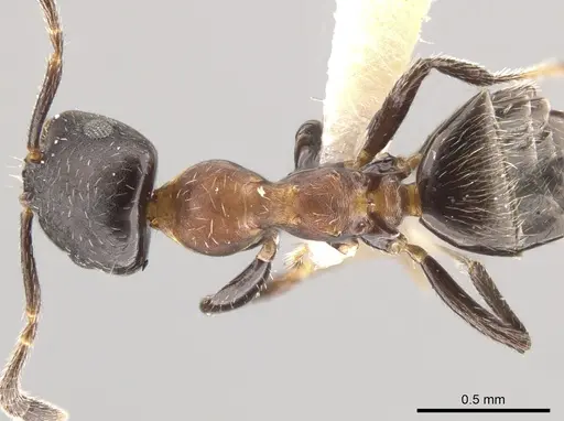 Myrmelachista elata specimen MZSP70926 image mzsp70926_1