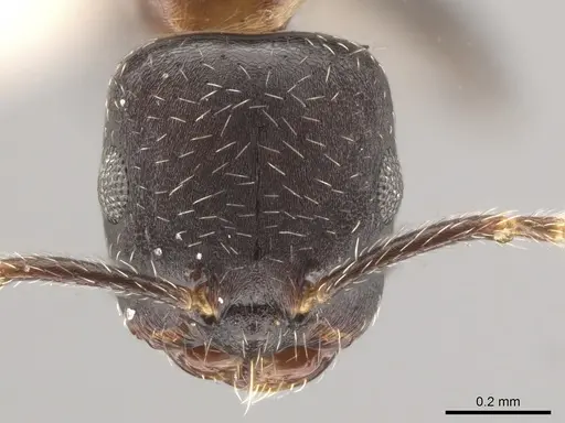 Myrmelachista elata specimen MZSP70926 image mzsp70926_2