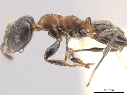 Myrmelachista elata specimen MZSP70926 image mzsp70926_3