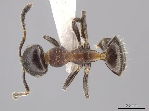 Myrmelachista elata specimen MZSP70928 image mzsp70928_1