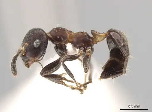 Myrmelachista elata specimen MZSP70928 image mzsp70928_3