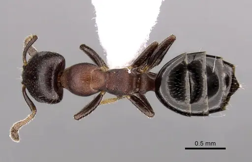 Myrmelachista elongata specimen CASENT0280541 image casent0280541_1
