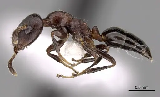 Myrmelachista elongata specimen CASENT0280541 image casent0280541_3