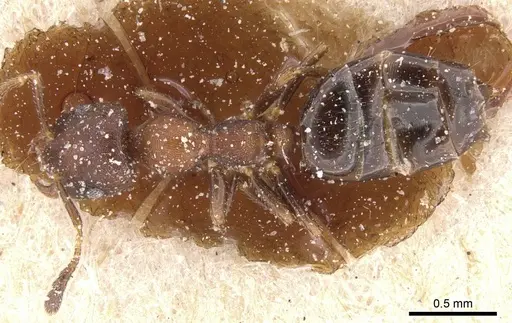 Myrmelachista elongata specimen CASENT0912341 image casent0912341_1