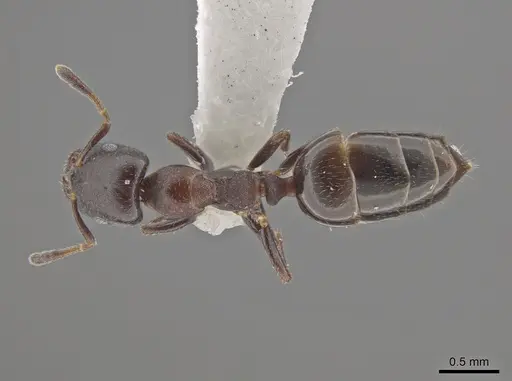Myrmelachista elongata specimen MCZ-ENT00768362 image mcz-ent00768362_1
