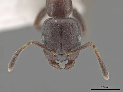 Myrmelachista elongata specimen MCZ-ENT00768362 image mcz-ent00768362_2