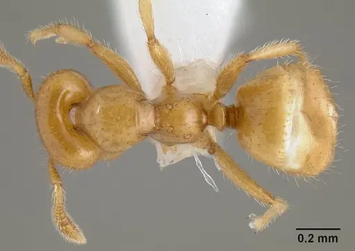 Myrmelachista flavocotea specimen CASENT0106049 image casent0106049_1