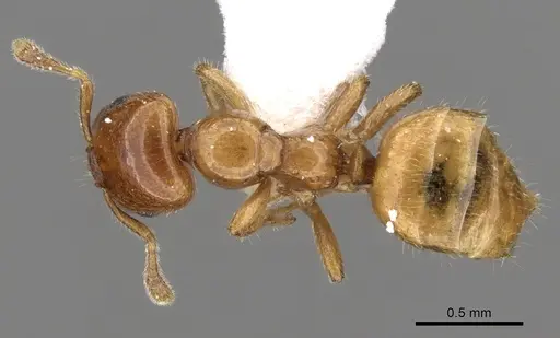 Myrmelachista flavocotea specimen CASENT0280542 image casent0280542_1