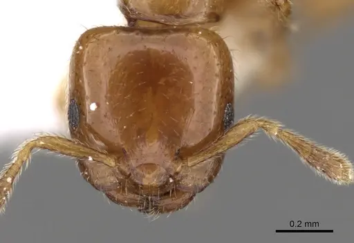 Myrmelachista flavocotea specimen CASENT0280542 image casent0280542_2