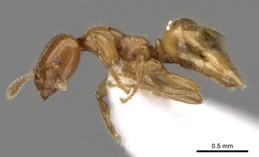Myrmelachista flavocotea specimen CASENT0280542 image casent0280542_3