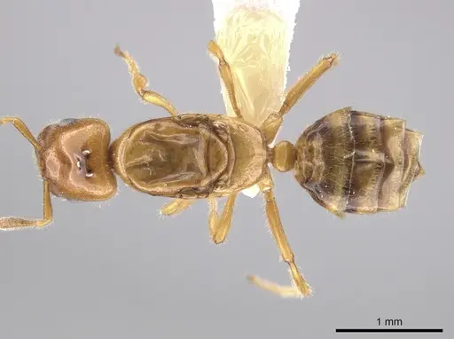 Myrmelachista flavocotea specimen CASENT0631739 image casent0631739_1