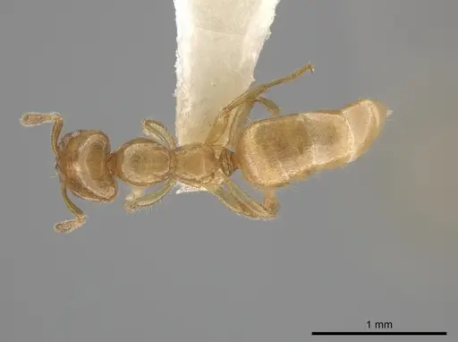 Myrmelachista flavocotea specimen CASENT0631817 image casent0631817_1