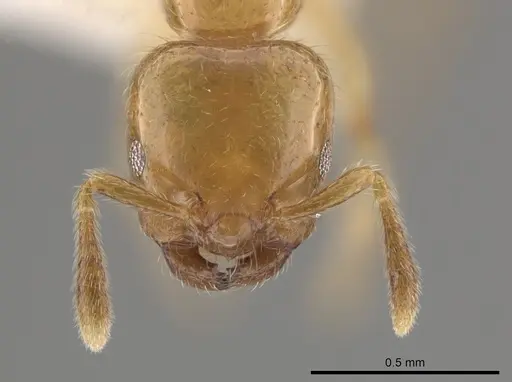 Myrmelachista flavocotea specimen CASENT0631817 image casent0631817_2