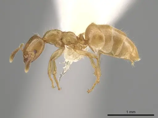 Myrmelachista flavocotea specimen CASENT0631817 image casent0631817_3