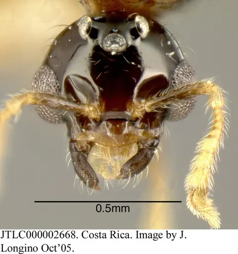 Myrmelachista flavocotea specimen JTLC000002668 image jtlc000002668_1