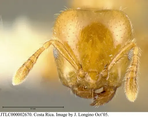 Myrmelachista flavocotea specimen JTLC000002670 image jtlc000002670_1