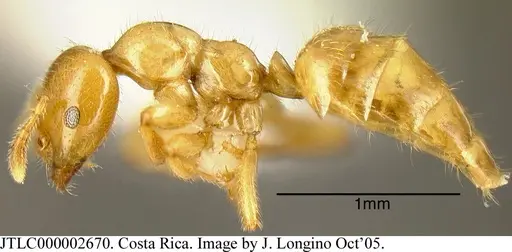 Myrmelachista flavocotea specimen JTLC000002670 image jtlc000002670_2