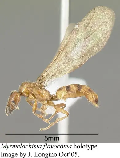 Myrmelachista flavocotea specimen JTLC000006174 image jtlc000006174_3