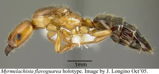 Myrmelachista flavoguarea specimen JTLC000002744 image jtlc000002744_2
