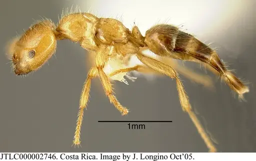Myrmelachista flavoguarea specimen JTLC000002746 image jtlc000002746_2