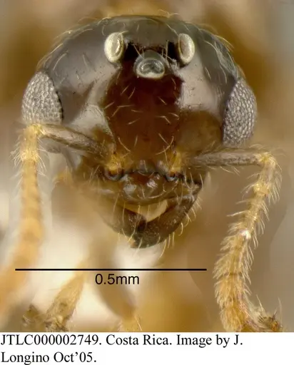 Myrmelachista flavoguarea specimen JTLC000002749 image jtlc000002749_1