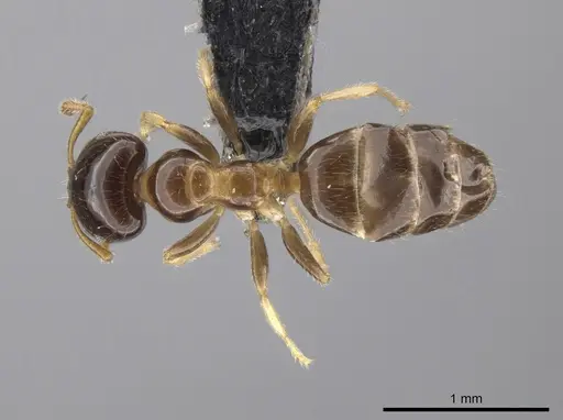 Myrmelachista gagates specimen CASENT0647444 image casent0647444_1