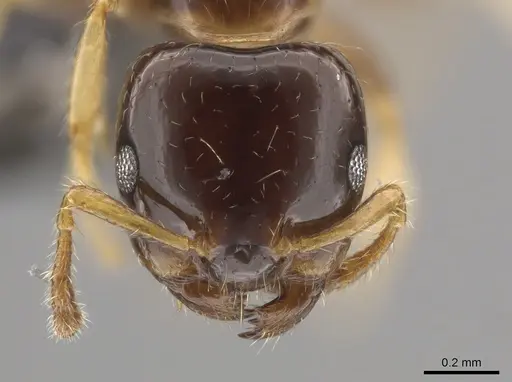 Myrmelachista gagates specimen CASENT0647444 image casent0647444_2