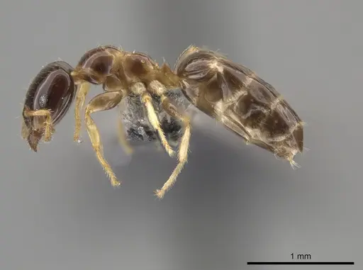 Myrmelachista gagates specimen CASENT0647444 image casent0647444_3