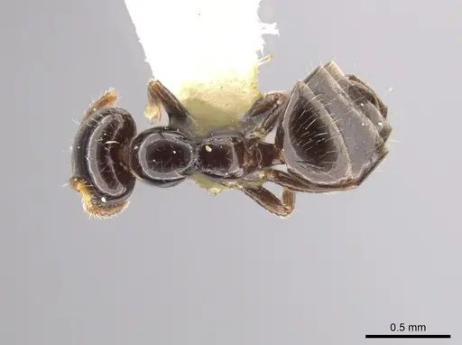 Myrmelachista gagates specimen MCZ-ENT00021419 image mcz-ent00021419_1