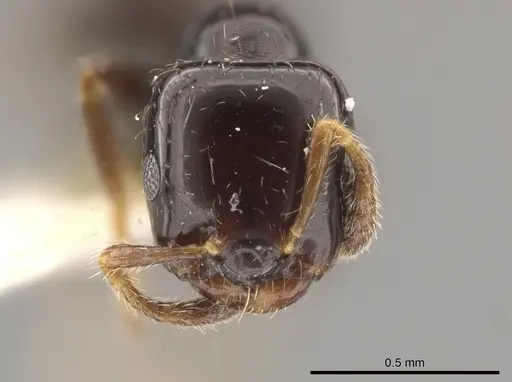 Myrmelachista gagates specimen MCZ-ENT00021419 image mcz-ent00021419_2