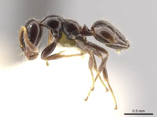 Myrmelachista gagates specimen MCZ-ENT00021419 image mcz-ent00021419_3