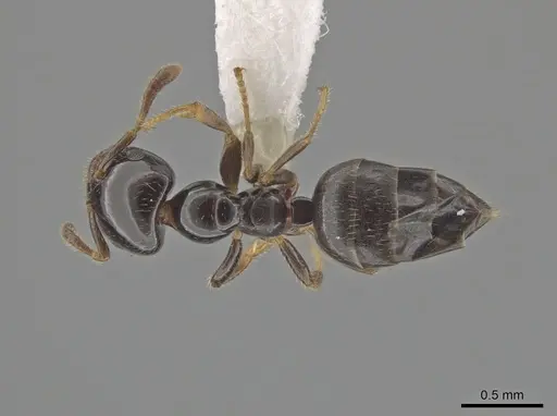 Myrmelachista gagates specimen MCZ-ENT00595350 image mcz-ent00595350_1
