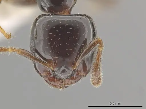 Myrmelachista gagates specimen MCZ-ENT00595350 image mcz-ent00595350_2