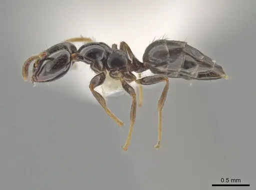 Myrmelachista gagates specimen MCZ-ENT00595350 image mcz-ent00595350_3