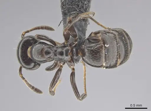 Myrmelachista gagatina specimen CASENT0647344 image casent0647344_1