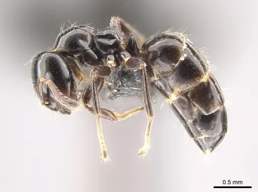 Myrmelachista gagatina specimen CASENT0647344 image casent0647344_3