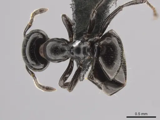 Myrmelachista gagatina specimen CASENT0647439 image casent0647439_1