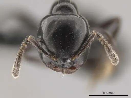 Myrmelachista gagatina specimen CASENT0647439 image casent0647439_2