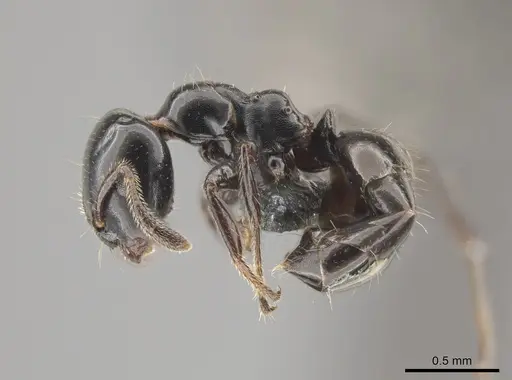 Myrmelachista gagatina specimen CASENT0647439 image casent0647439_3