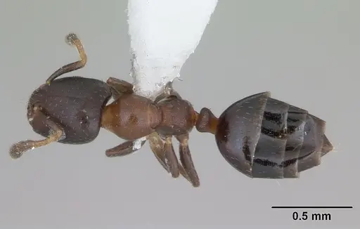 Myrmelachista gallicola specimen CASENT0173487 image casent0173487_1