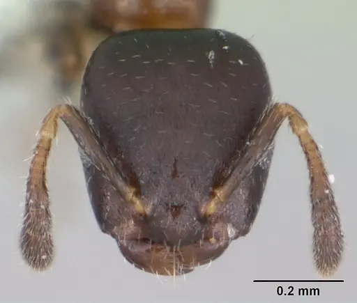 Myrmelachista gallicola specimen CASENT0173487 image casent0173487_2