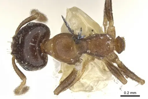 Myrmelachista gallicola specimen CASENT0903115 image casent0903115_1
